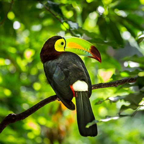 animal signals in the rainforest.